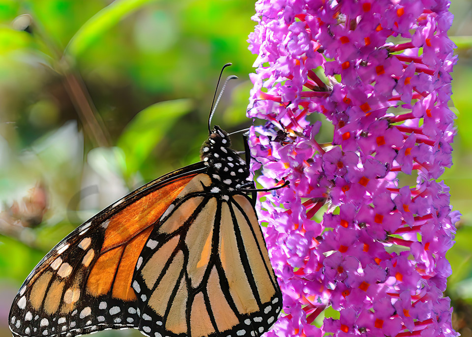 Monarch Butterfly in Backyard Garden