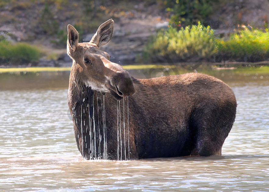 Moose in Fishercap Lake