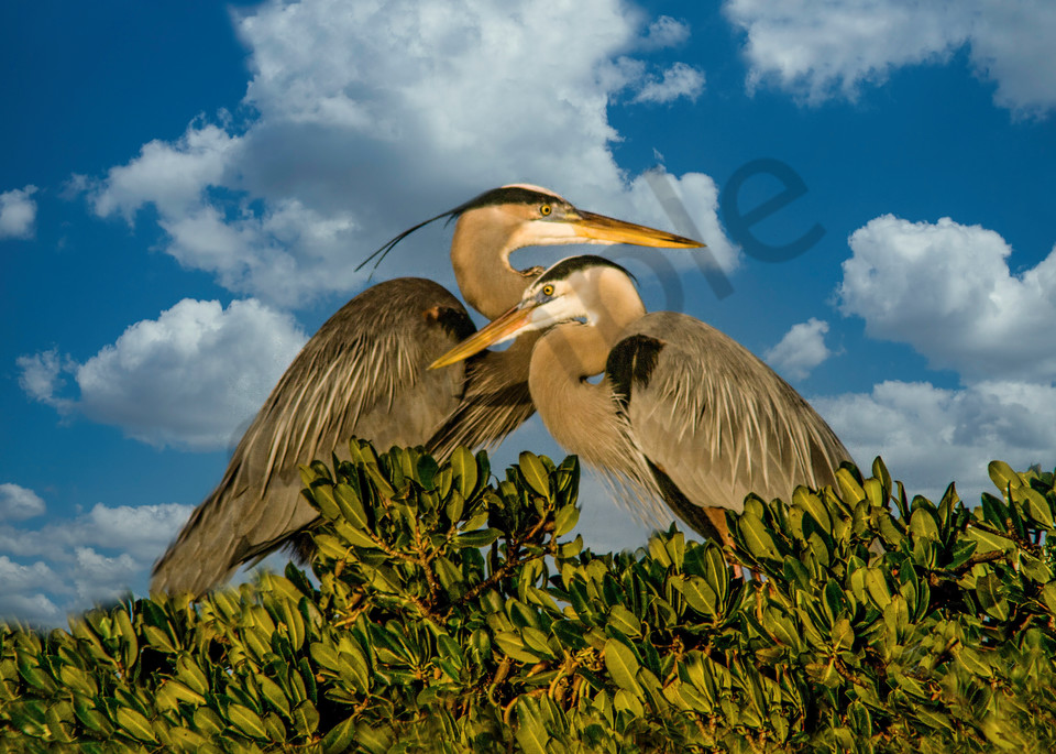 Blue Heron Couple Photography Art | It's Your World - Enjoy!