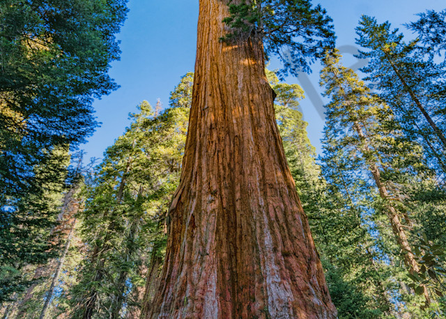 General Grant Giant Sequoia No. 1 Photography Art | johnkennington