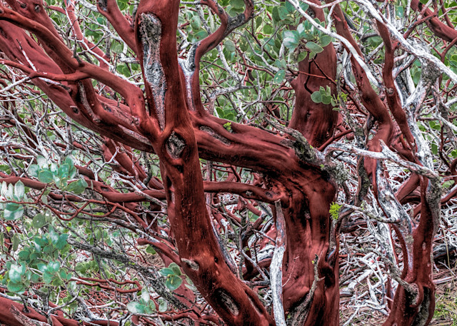 Manzanita Tree  Photography Art | johnkennington