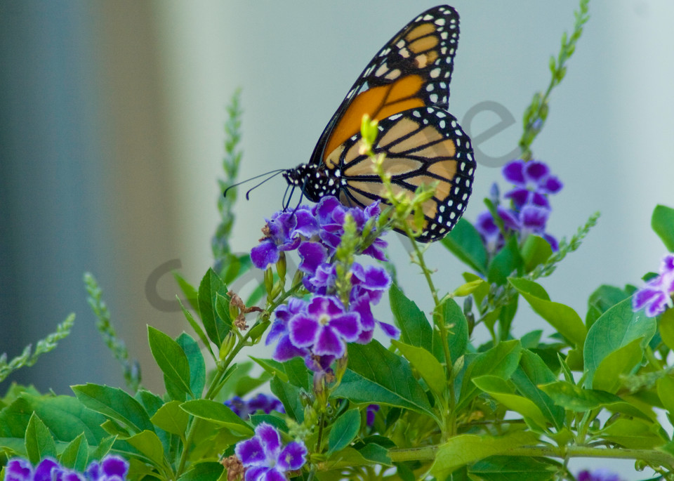 Butterfly On Blue Flower Photography Art | It's Your World - Enjoy!