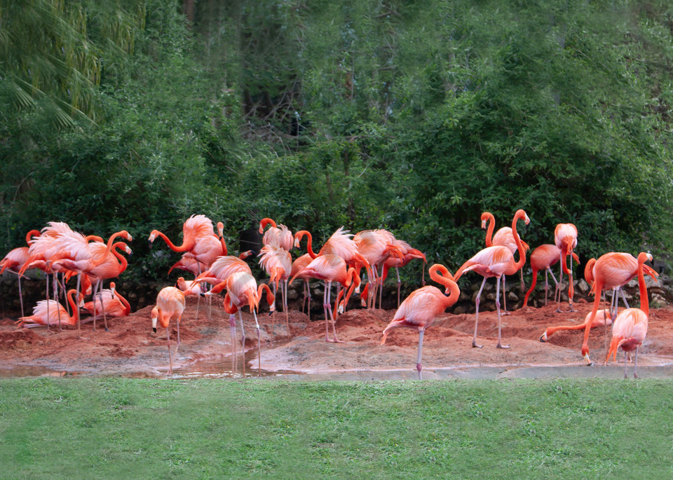 Flamingos Photography Art | It's Your World - Enjoy!