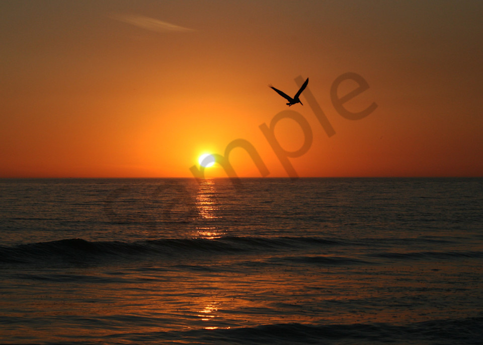 Pelican Sunset Photography Art | It's Your World - Enjoy!