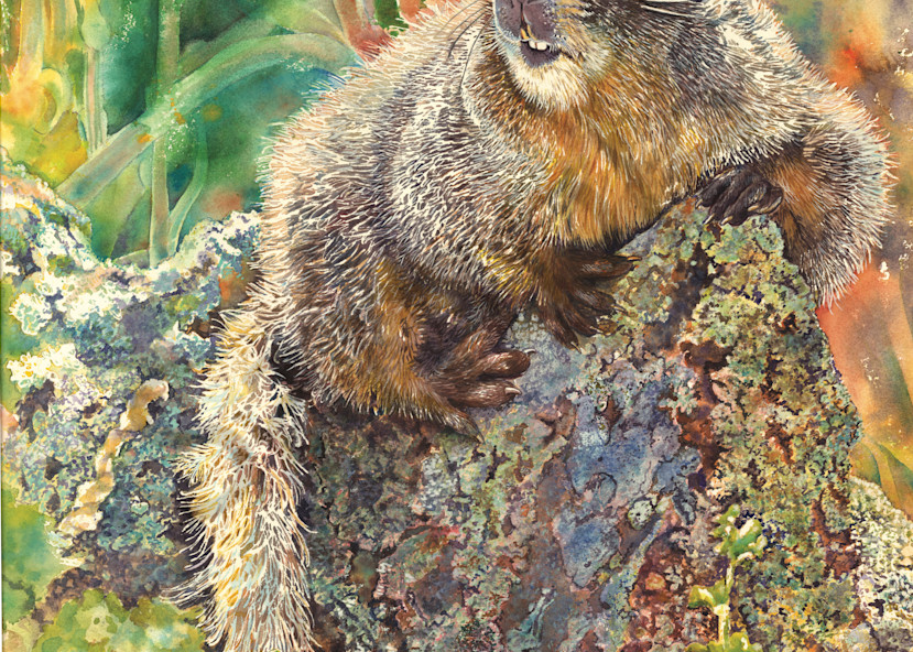 Marmota Hermosa Art | CREATION'S JOURNEY