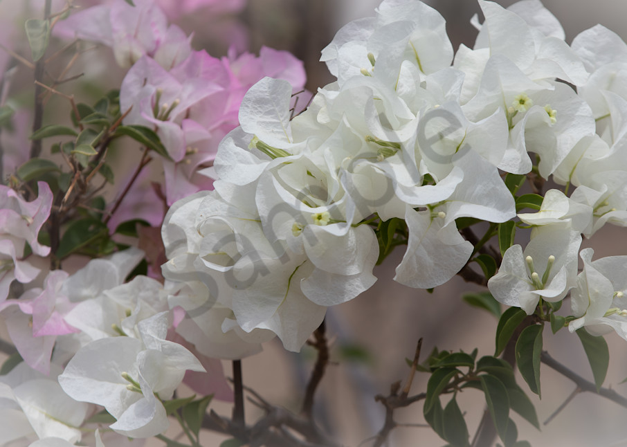 White And Pink Sweet Pea Cluster Photography Art | Barb Gonzalez Photography