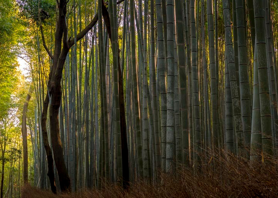 Morning Light At Bamboo Forest Art | AngsanaSeeds Photography