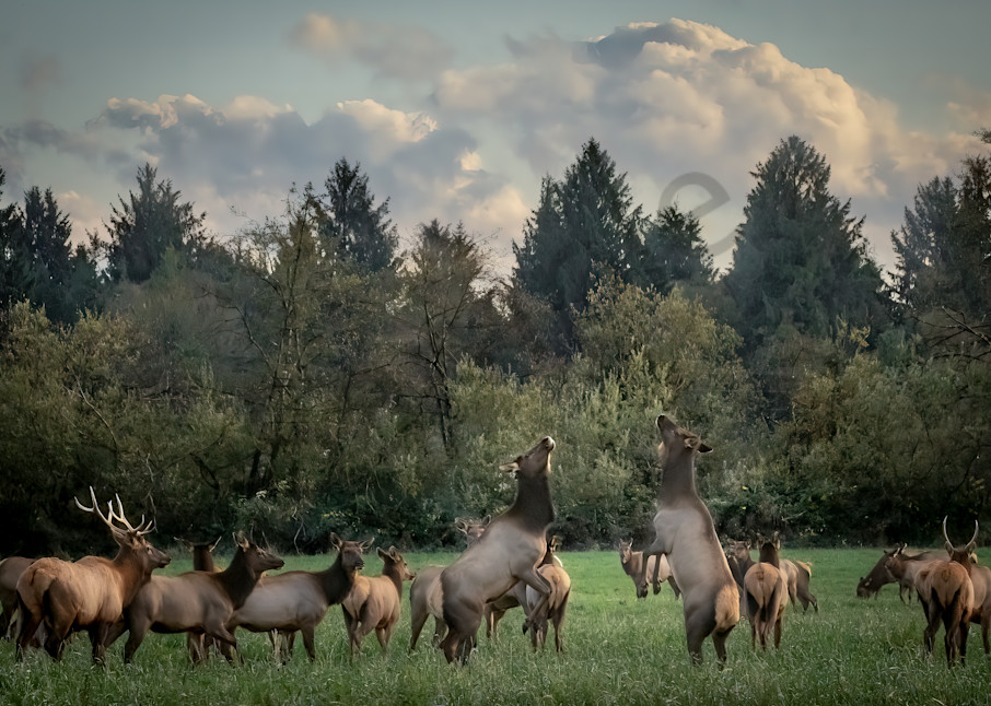 Cow Elks Dance Fine Art Photo