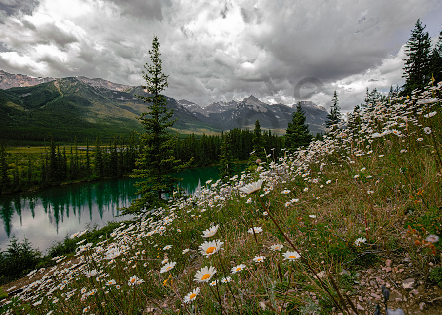 Bow River Valley Daisies