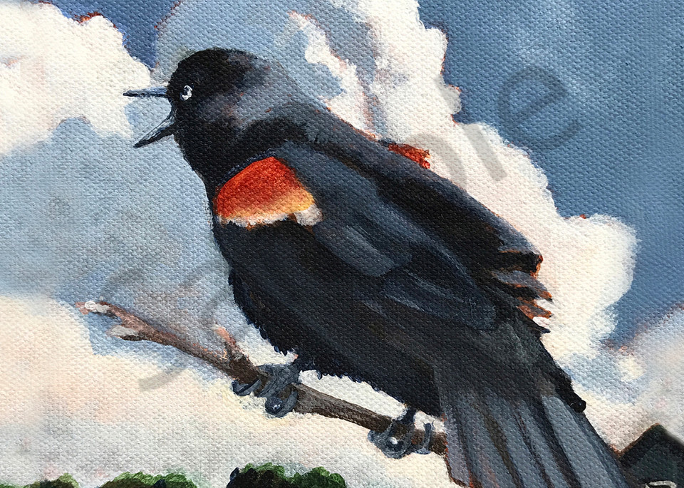 Red Winged Blackbird Art | Elizabeth Buttler
