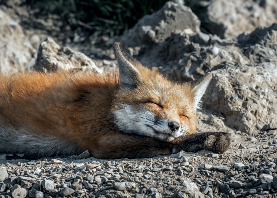 Napping In The Sunshine Photography Art | Trevor Pottelberg Photography