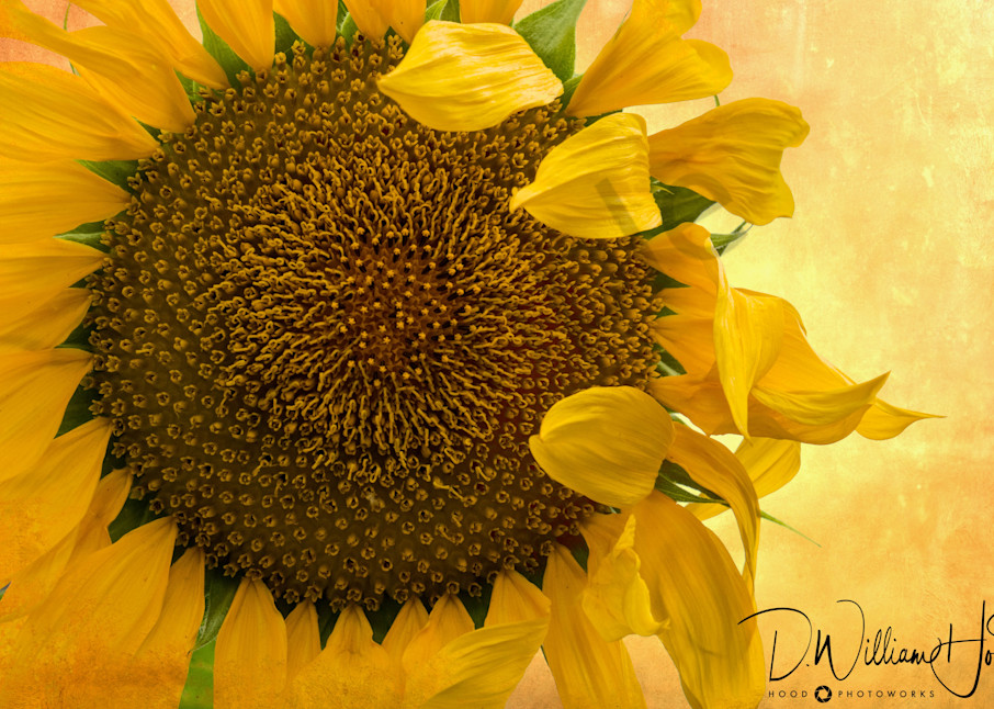 Sunflower Melody Photography Art | Hood Photoworks LLC