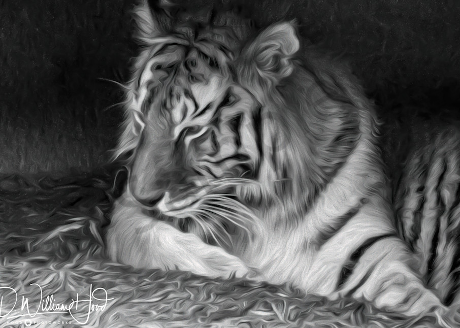 Tiger In Black And White Photography Art | Hood Photoworks LLC