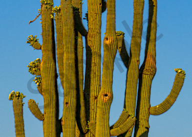 The Ancient Saguaro Photography Art | johnkennington