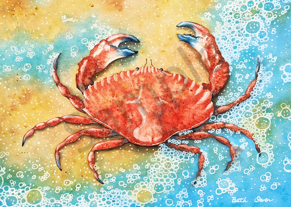 Red Rock Crab watercolor print available in watercolor paper, metal, acrylic, canvas or wood by Beth Owen.