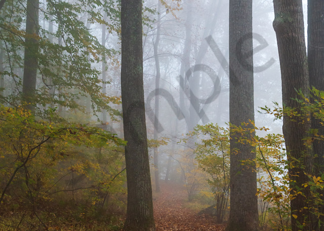 Tree Wall Art: Forest in Fog