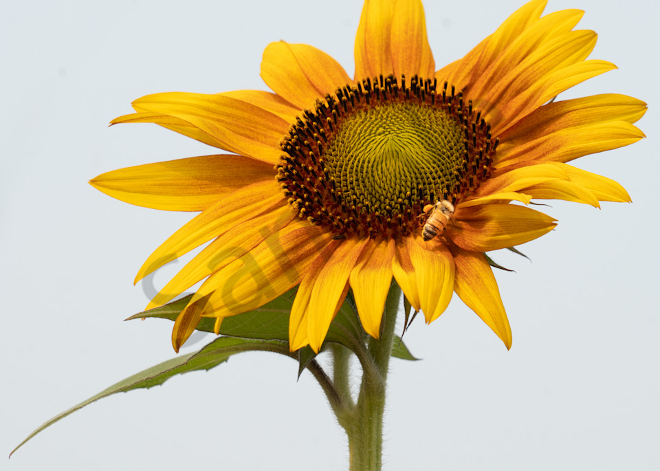 Old Mill Sunflower And Bee Photography Art | Barb Gonzalez Photography