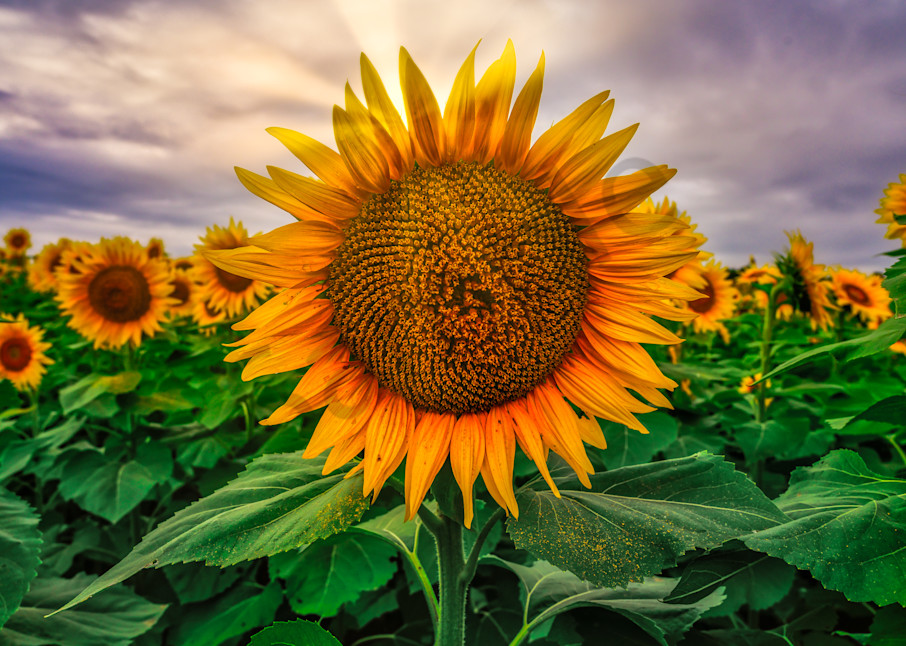 Sunset sunflower