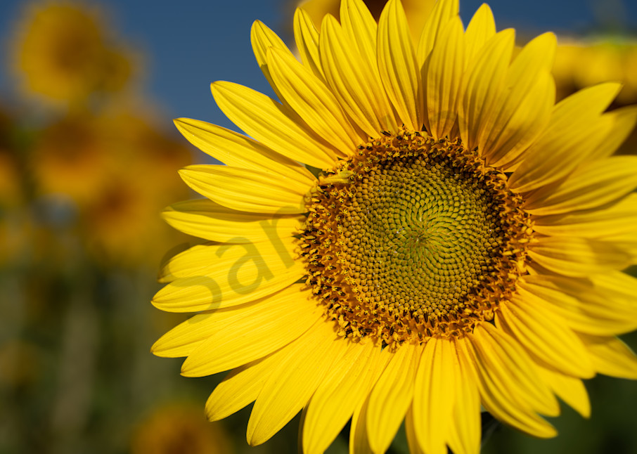Sunflower Foreground Blue Sky Photography Art | Barb Gonzalez Photography