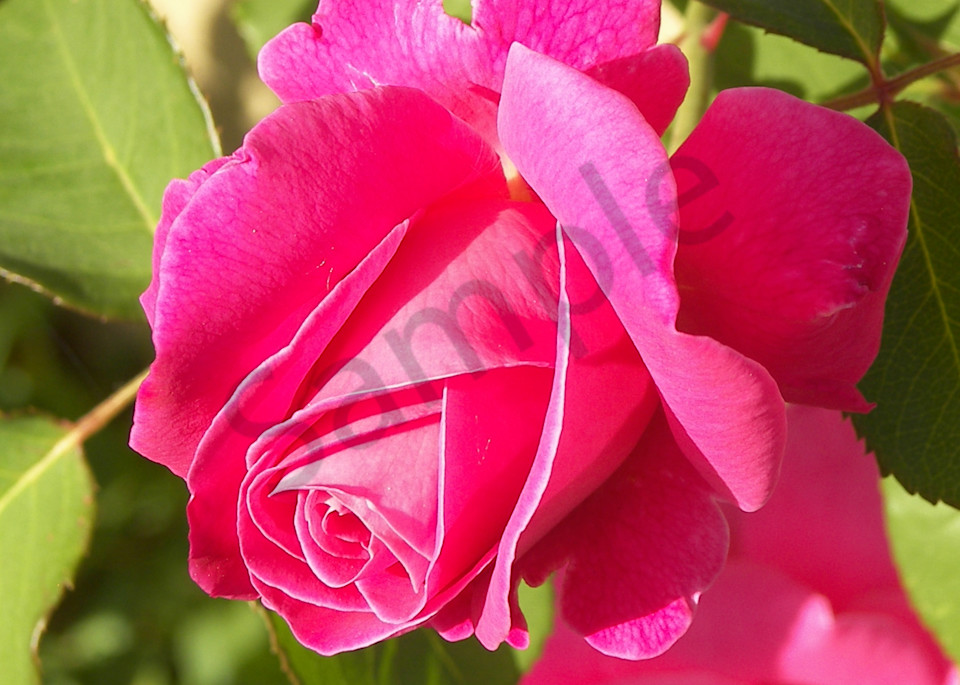 Beautiful Rose Art | Jennifer Love Artwork