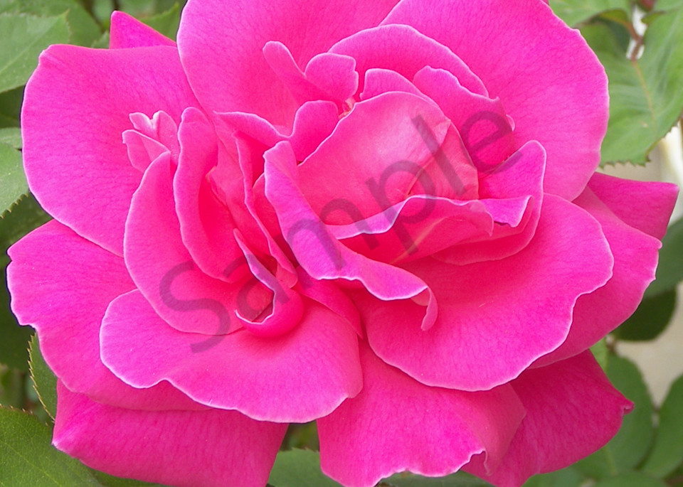 Ravishing Roses 1 Art | Jennifer Love Artwork