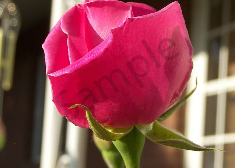 Rose Budding Art | Jennifer Love Artwork
