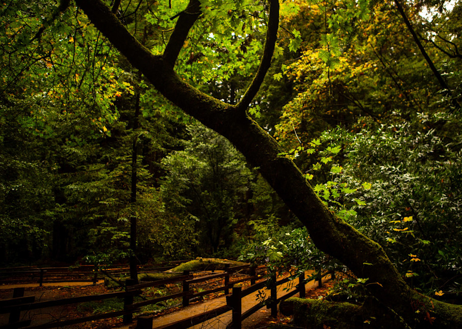 Autumnal Muir Woods Photography Art | Photography by SC