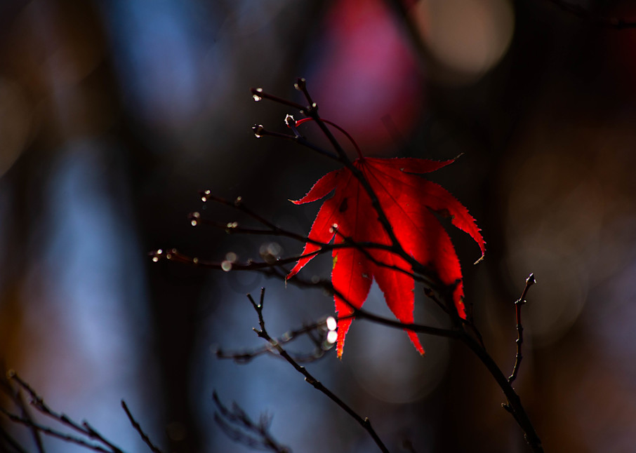 Japanese Maple Light And Shadow Photography Art | Photography by SC