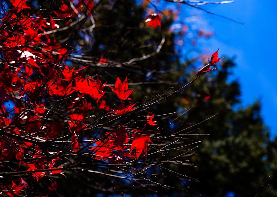 Red Leaves And Blue Sky Photography Art | Photography by SC