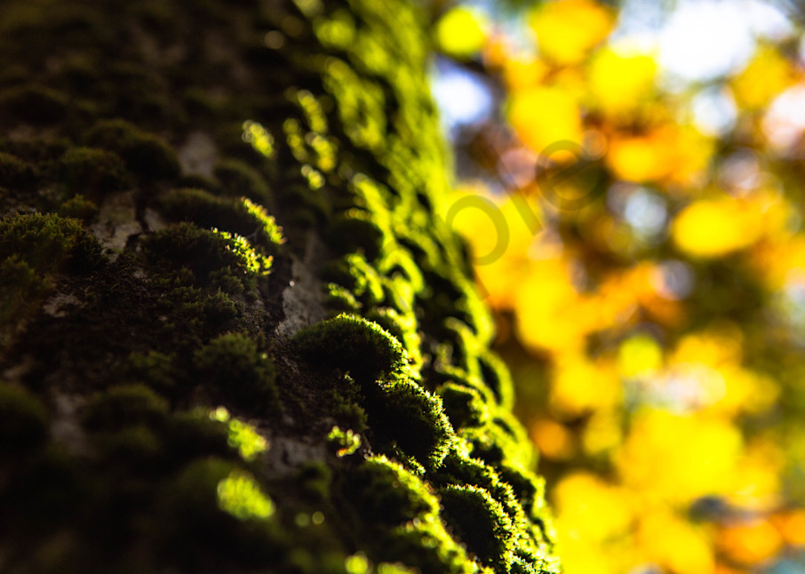 Autumnal Moss Photography Art | Photography by SC