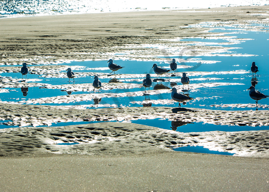 Birds Beach Bathing