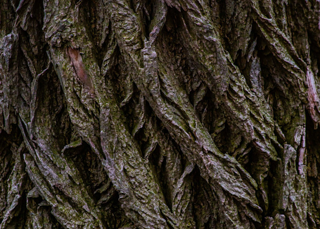 Tree Bark Close Up Photography Art | Photography by SC
