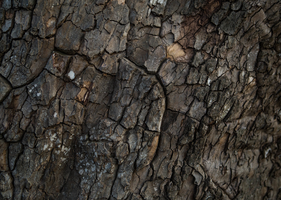 Close Up On The Bark Of The Pinchot Sycamore Photography Art | Photography by SC