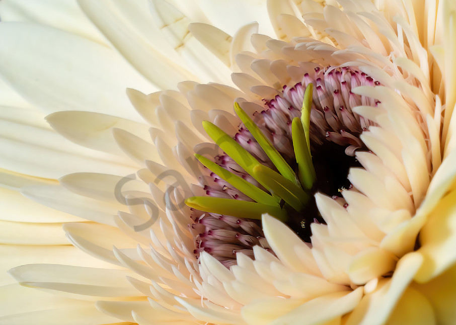 Unique macro photo of Gerbera Daisy flower for sale by Barb Gonzalez Photography*