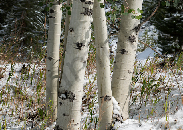 2061 Tree Trunks Snow  Art | Cunningham Gallery