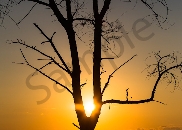 Sunset Caught In The Tree Photography Art | Photography by SC