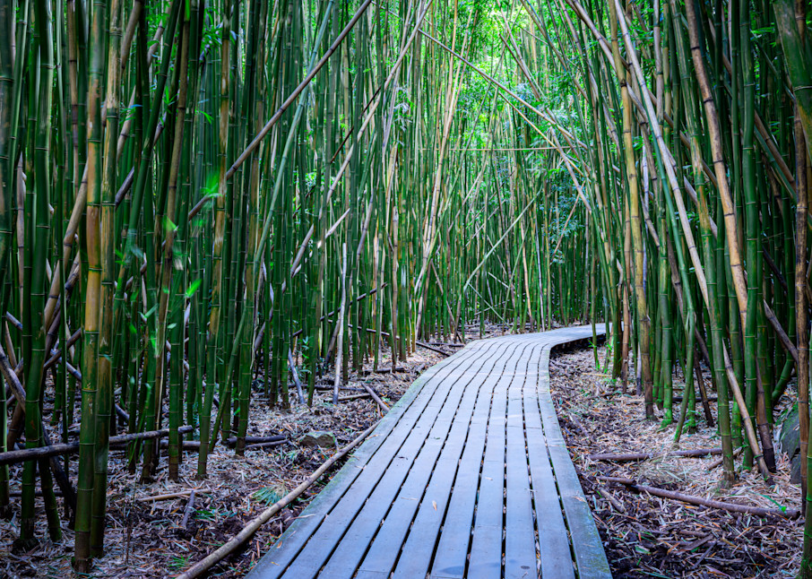 Bamboo Forest by Leighton Lum | Pictures Plus