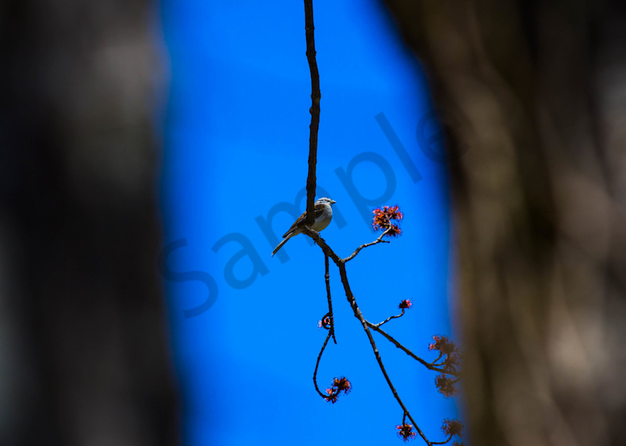 Birdsong In Springtime Photography Art | Photography by SC