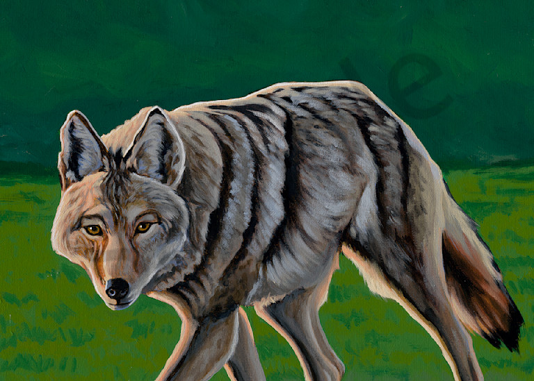Painting of a coyote by John R. Lowery, available as art prints.