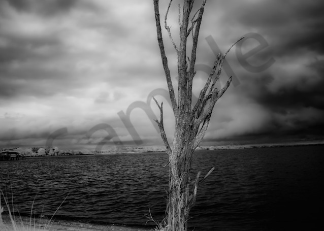 BW Dead Beach Tree