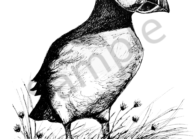 Enchanting Puffin - Fine Art Print of a Pen & Ink Illustration by B. MacPherson