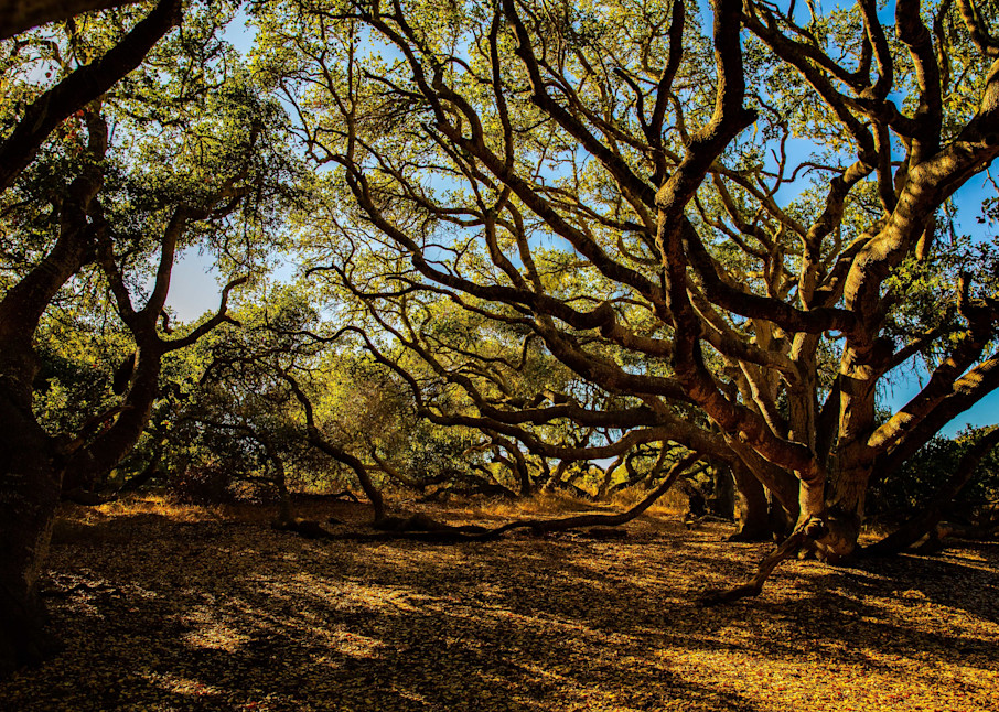 Los Osos Oaks Photography Art | Photography by SC