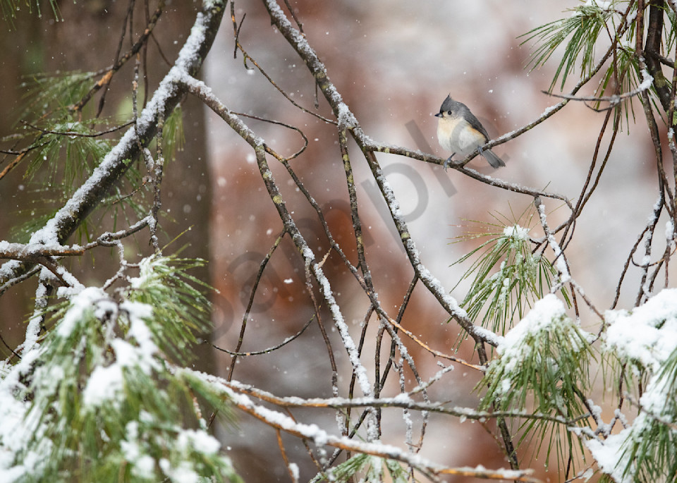 Tufted Titmouse (Baeolophus bicolor) perched on pine boughs during spring snowfall.