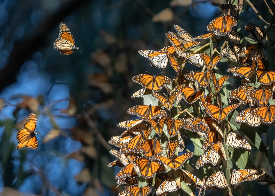 Butterflycluster2flyers Photography Art | Barb Gonzalez Photography