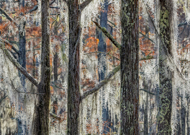 Cypress Textures Photograph