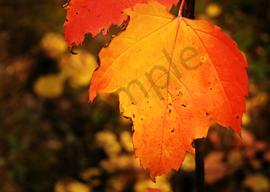 Autumn Flame Art | LHR Images