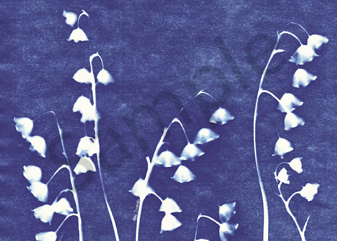 Lily of the Valley  cyanotype 1 marie stephens art