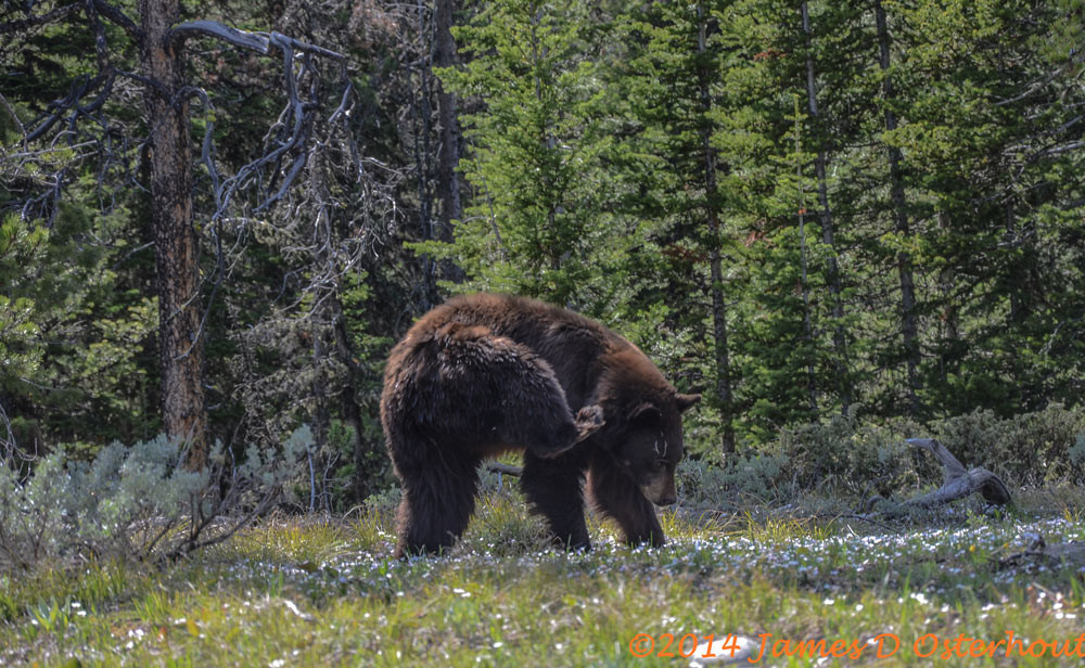 Black Bear Mother 4289 Ftw Evmxsi.Jpg Photography Art | Swan Valley Photo