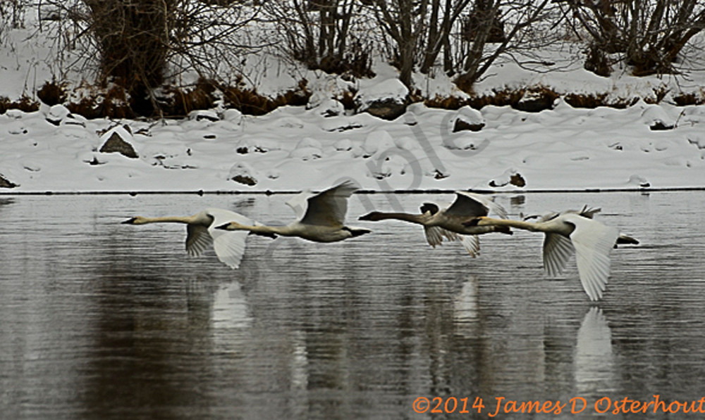 Trumpter Swans 3820 2 Ujate6.Jpg Photography Art | Swan Valley Photo