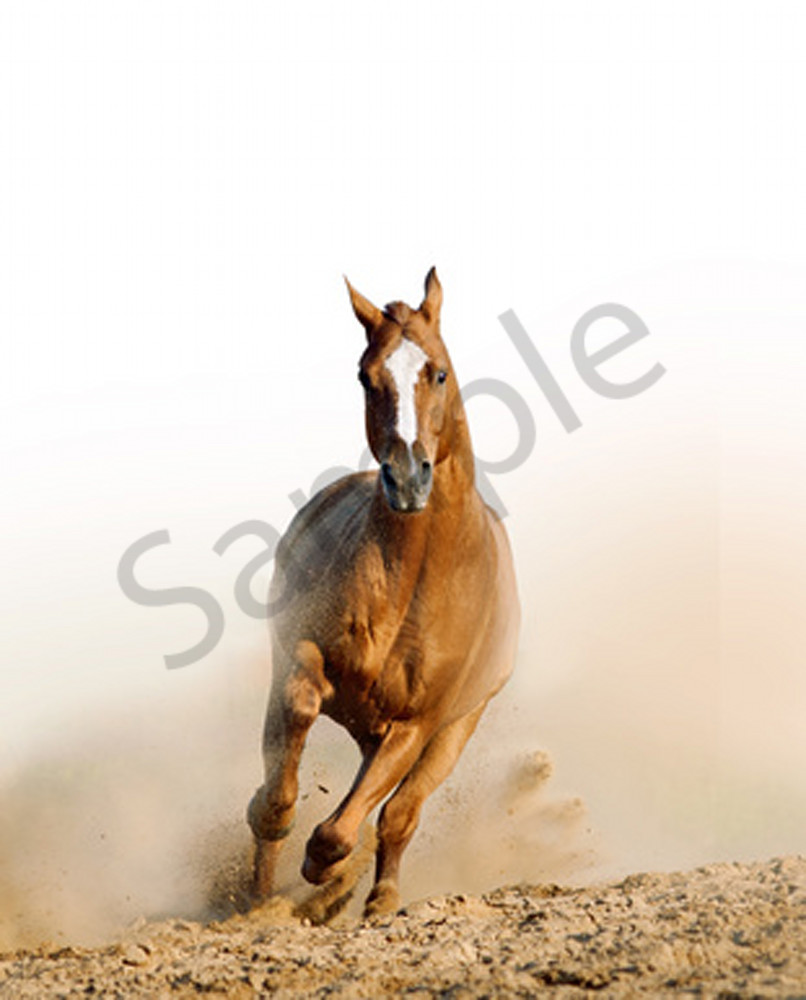 wild horse in dust